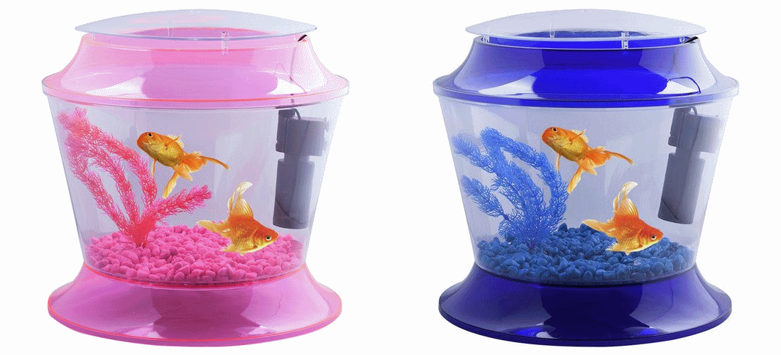 Goldfish starter shop tank